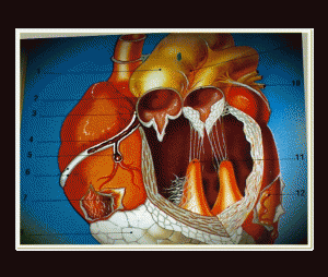 LE PIÙ COMUNI MALATTIE DEL CUORE il cuore è un organo apparentemente semplice: un muscolo grande quanto un pugno che si contrae incessantemente; in realtà, la struttura del cuore è ben più complessa e comprende una membrana che riveste le sue cavità, una serie di valvole che regolano il passaggio del sangue al suo interno, un complicato sistema di regolazione che mantiene la sua contrazione sempre rigorosamente ritmica, pur consentendole di variare la sua velocità in rapporto con le necessità dell'organismo, una doppia membrana che riveste la sua superficie esterna, una fitta rete di vasi sanguigni e di nervi, questi ultimi collegati a un gruppo di gangli nervosi che consentono al cervello di regolare il battito cardiaco. Tutte queste strutture hanno un ruolo essenziale nel garantire il buon funzionamento del cuore e quindi la sopravvivenza dell 'organismo: è per questo che tutte le loro alterazioni hanno gravissime ripercussioni sulla salute e si manifestano con sintomi drammatici. Nel disegno qui sotto sono schematicamente illustrate le più comuni malattie di queste strutture. 1. Aneurisma 2. Insufficienza valvolare 3. Aterosclerosi delle coronane 4. Trombosi delle coronarie 5. Embolia delle coronarie 6. Rottura delle coronarie 7. Pericardite secca 8. Cuore adiposo 9. Disfunzione dei gangli cardiaci 10. Stenosi valvolare 11. Endocardite 12. Pericardite sierosa
