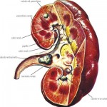 Dall’insufficienza renale alla dialisi