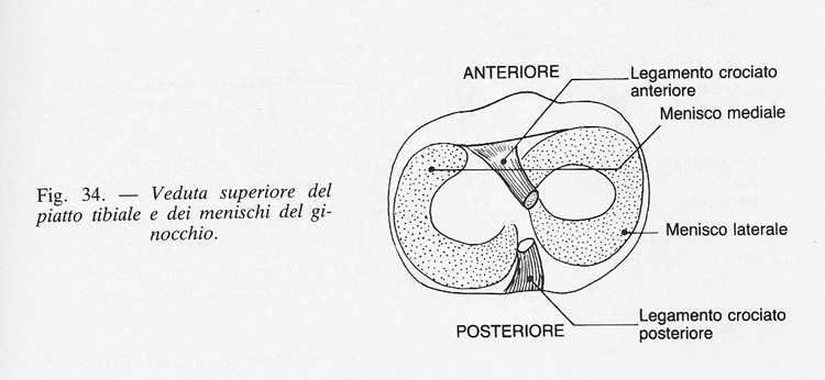 COME SONO FATTE LE ARTICOLAZIONI:DESCRIZIONE E ANATOMIA